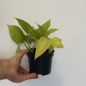 Pothos Neon