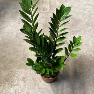 Zamioculcas (M19)