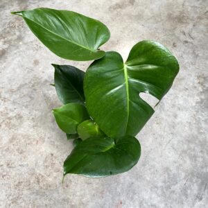 Monstera deliciosa
