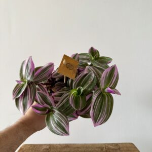 Tradescantia nanouk