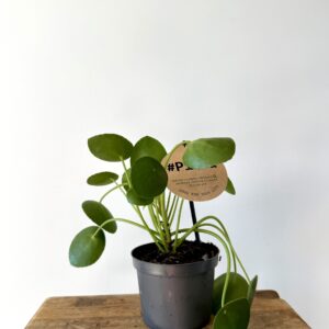 Pilea peperomioides