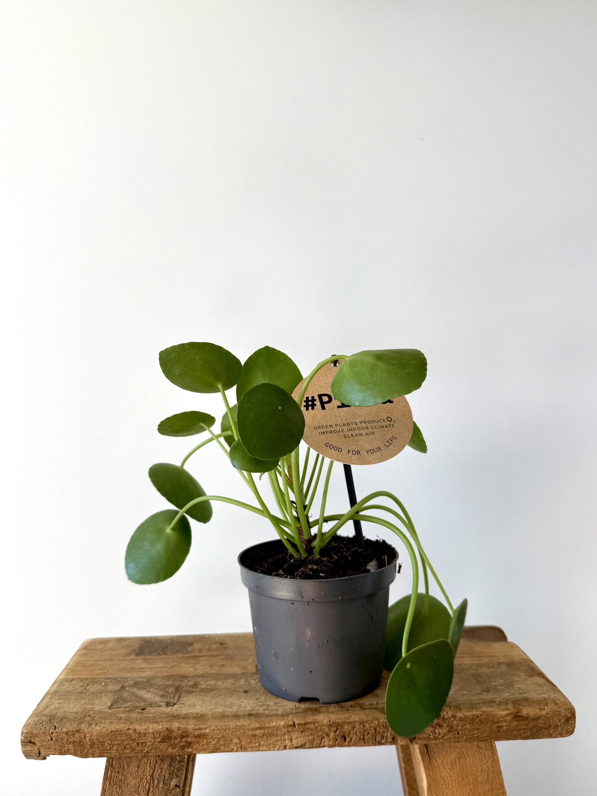 Pilea peperomioides