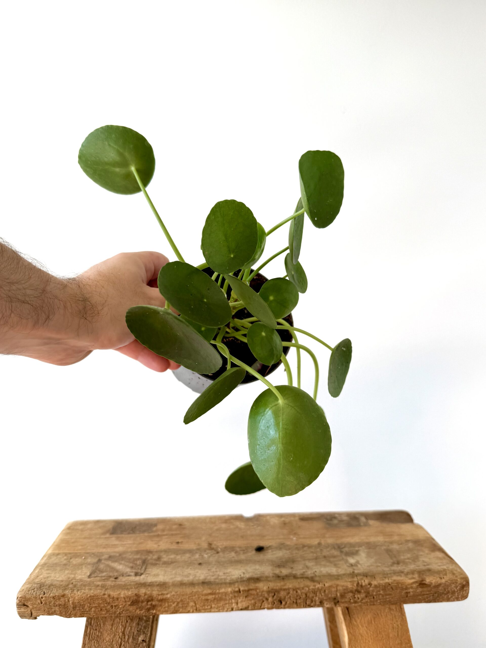 Pilea peperomioides - Imagen 2