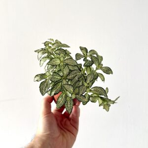 Fitonia