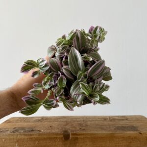 Tradescantia sweetness