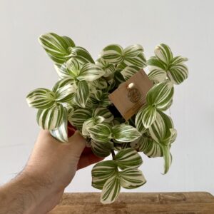 Tradescantia brightness