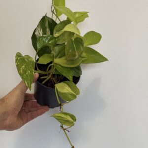 Philodendron Brasil