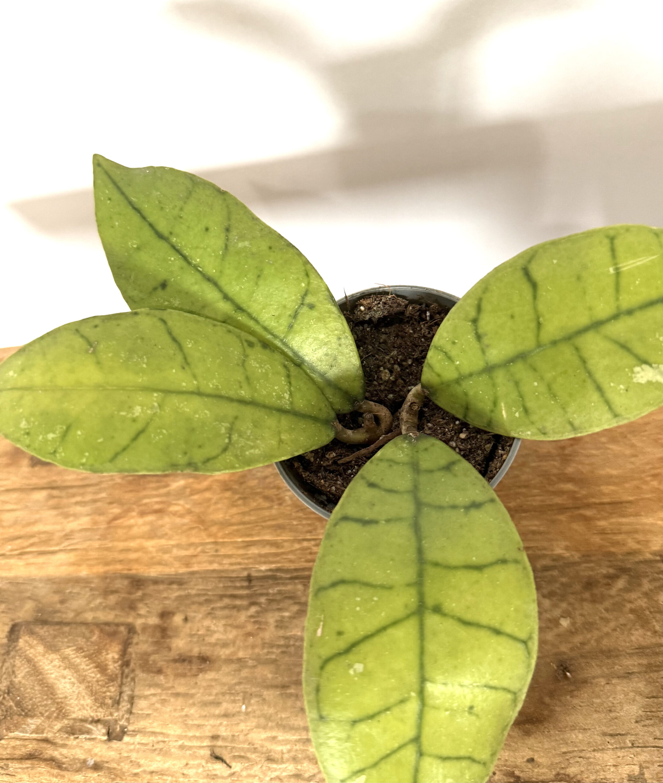 Hoya Callistophylla Kal-16 - Imagen 2