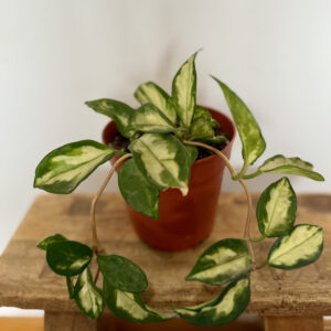 Hoya Tricolor
