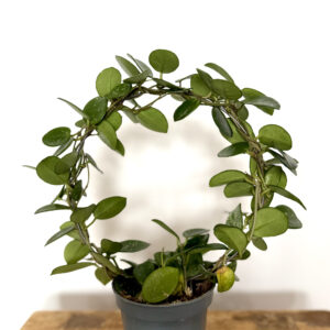 Hoya Mathilde