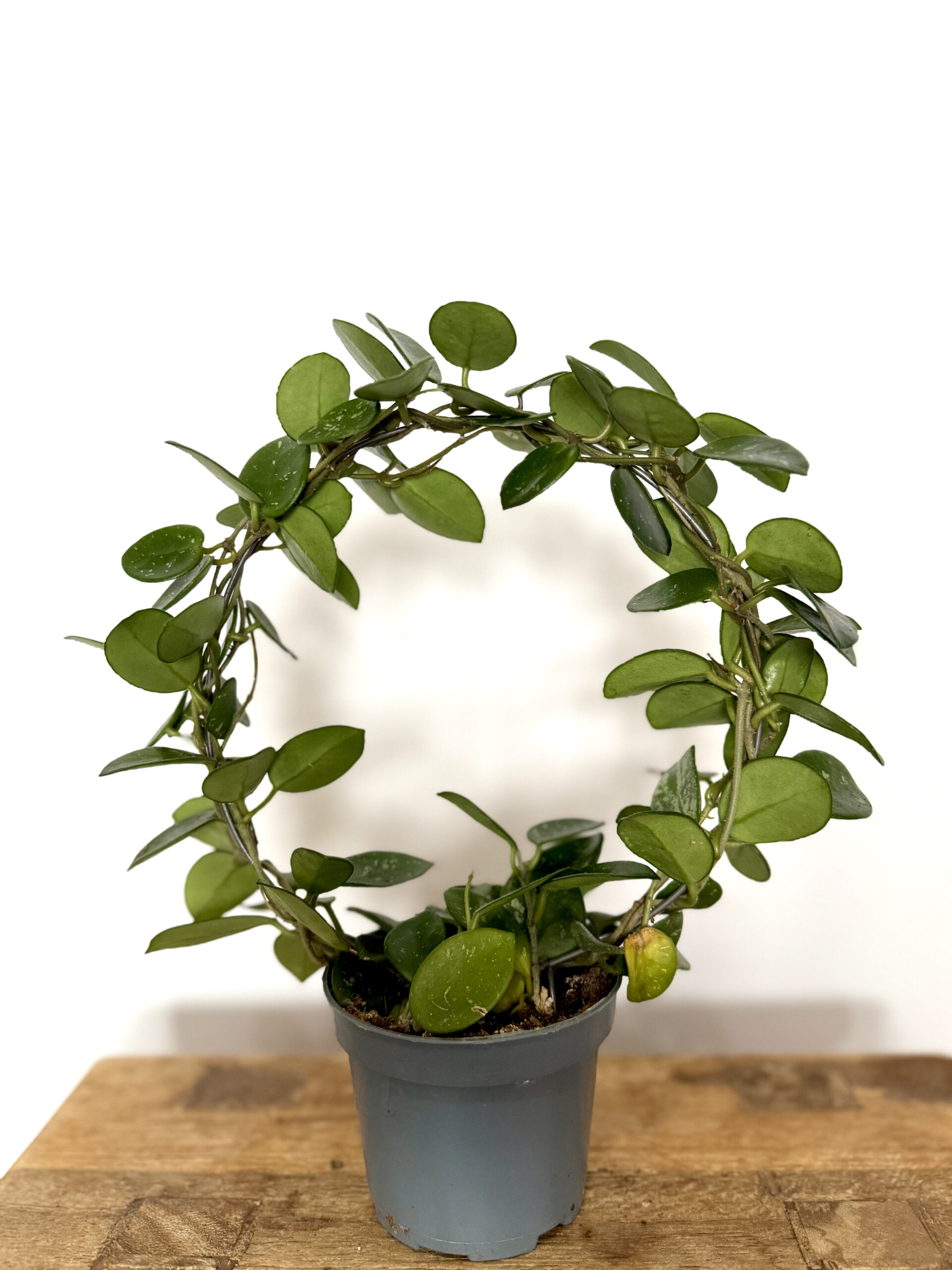 Hoya Mathilde