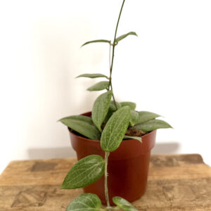 Hoya Fitchii
