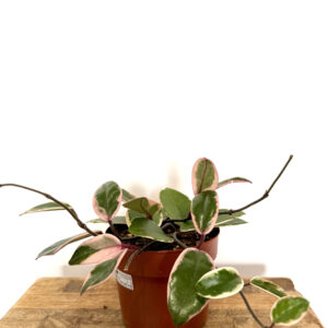 Hoya Krimson Queen