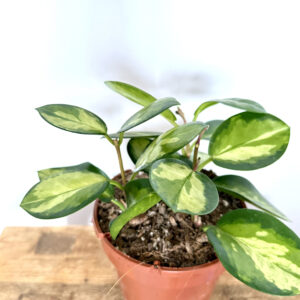 Hoya Australis Lisa