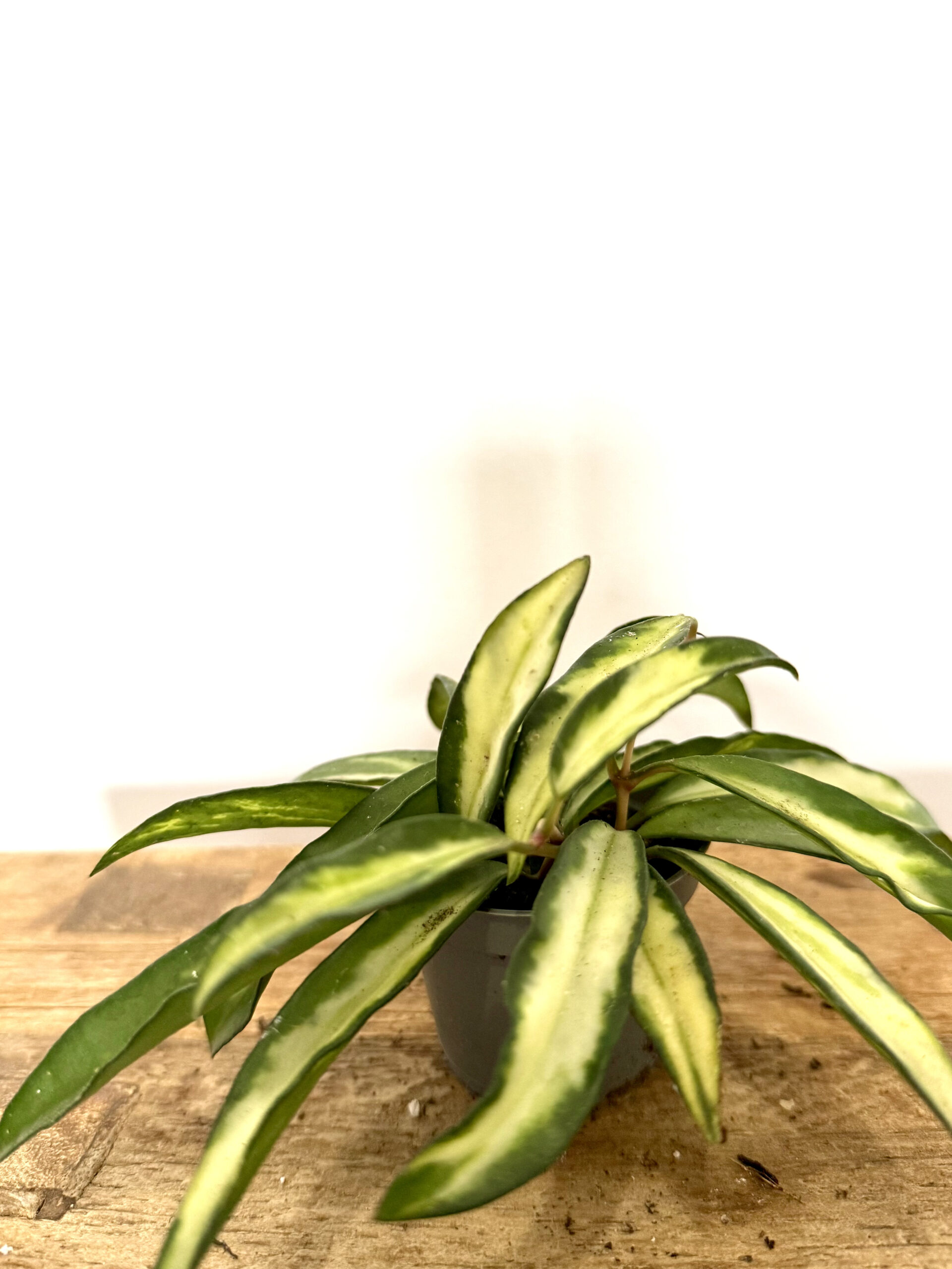 Hoya Wayetti Tricolor - Imagen 2
