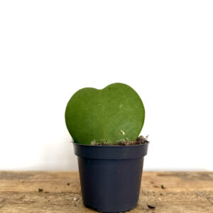 Hoya Kerrii
