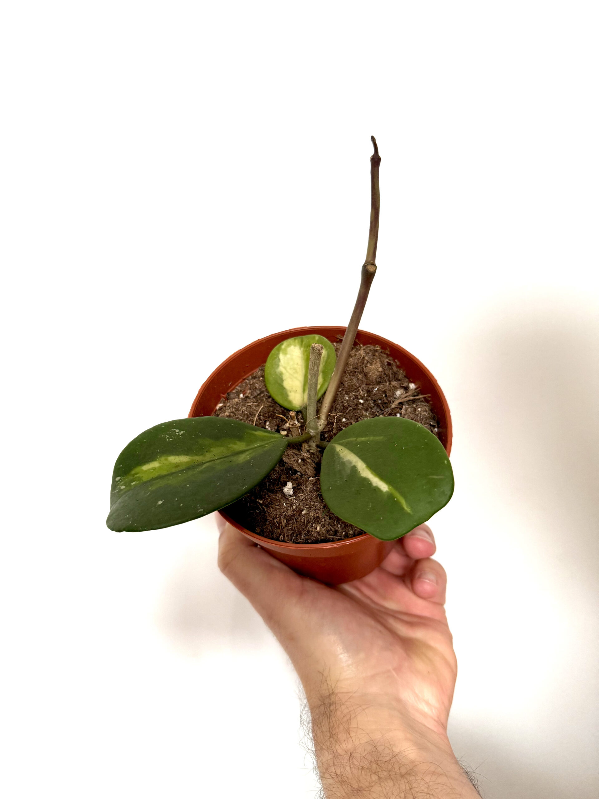 Hoya ovobata variegada