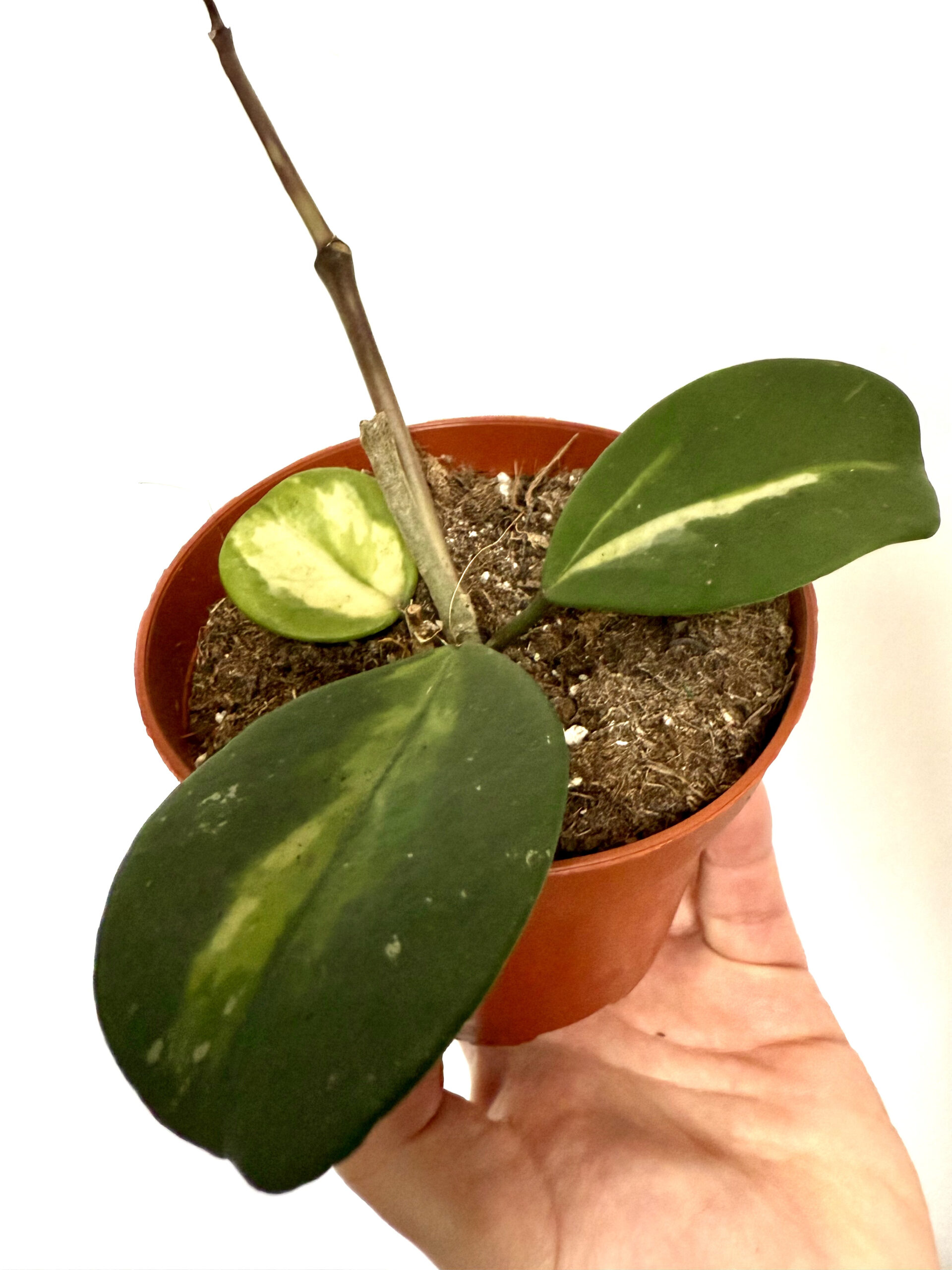 Hoya ovobata variegada - Imagen 2