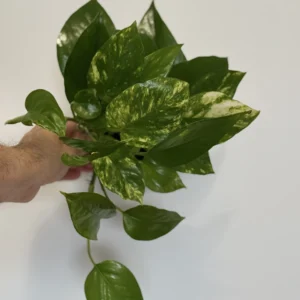 Marble queen