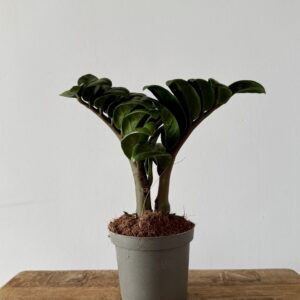 Zamioculcas Zenzi