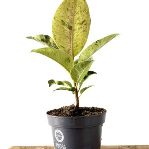 Ficus Moonshine Shivereana