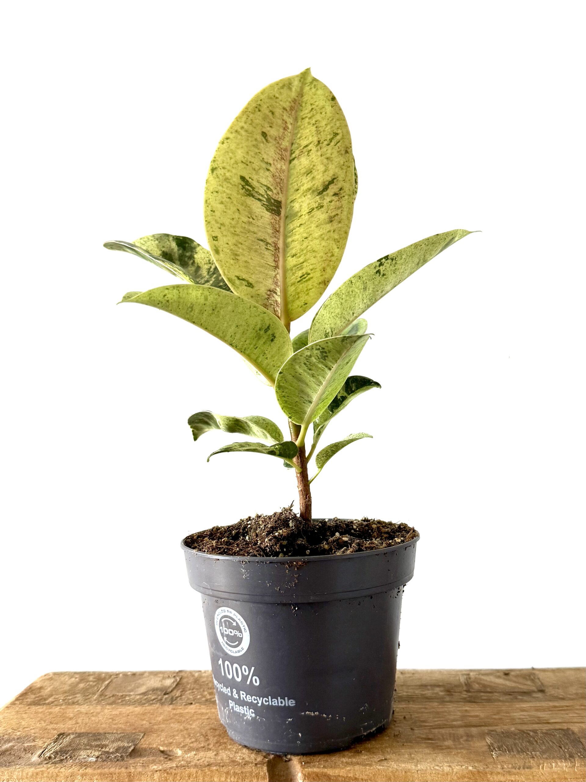 Ficus Moonshine Shivereana