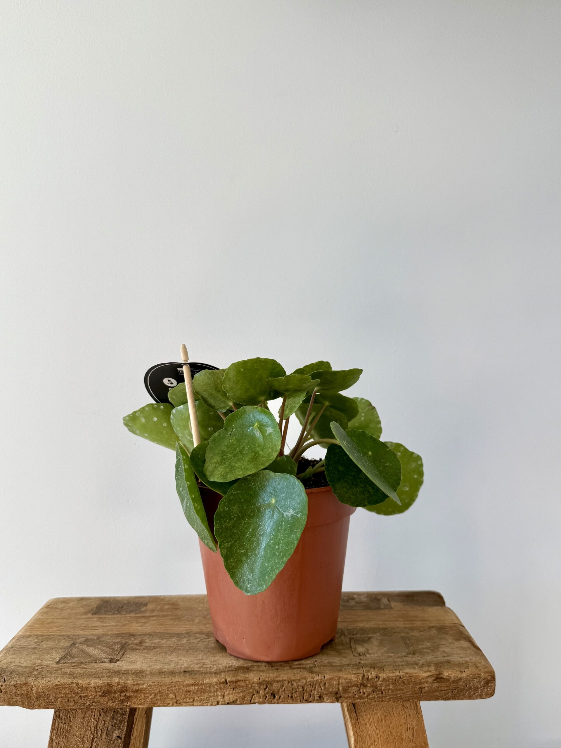Pilea peperomioides Hawaii - Imagen 2