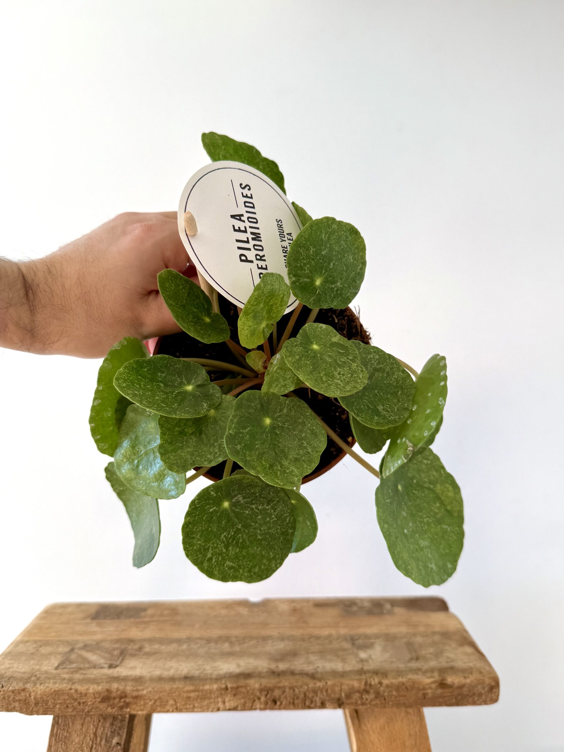 Pilea peperomioides Hawaii