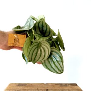 Peperomia Watermelon