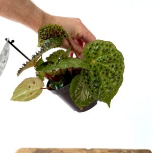Begonia Ferox