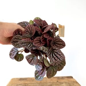 Peperomia Robella