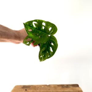 Monstera Adansonii