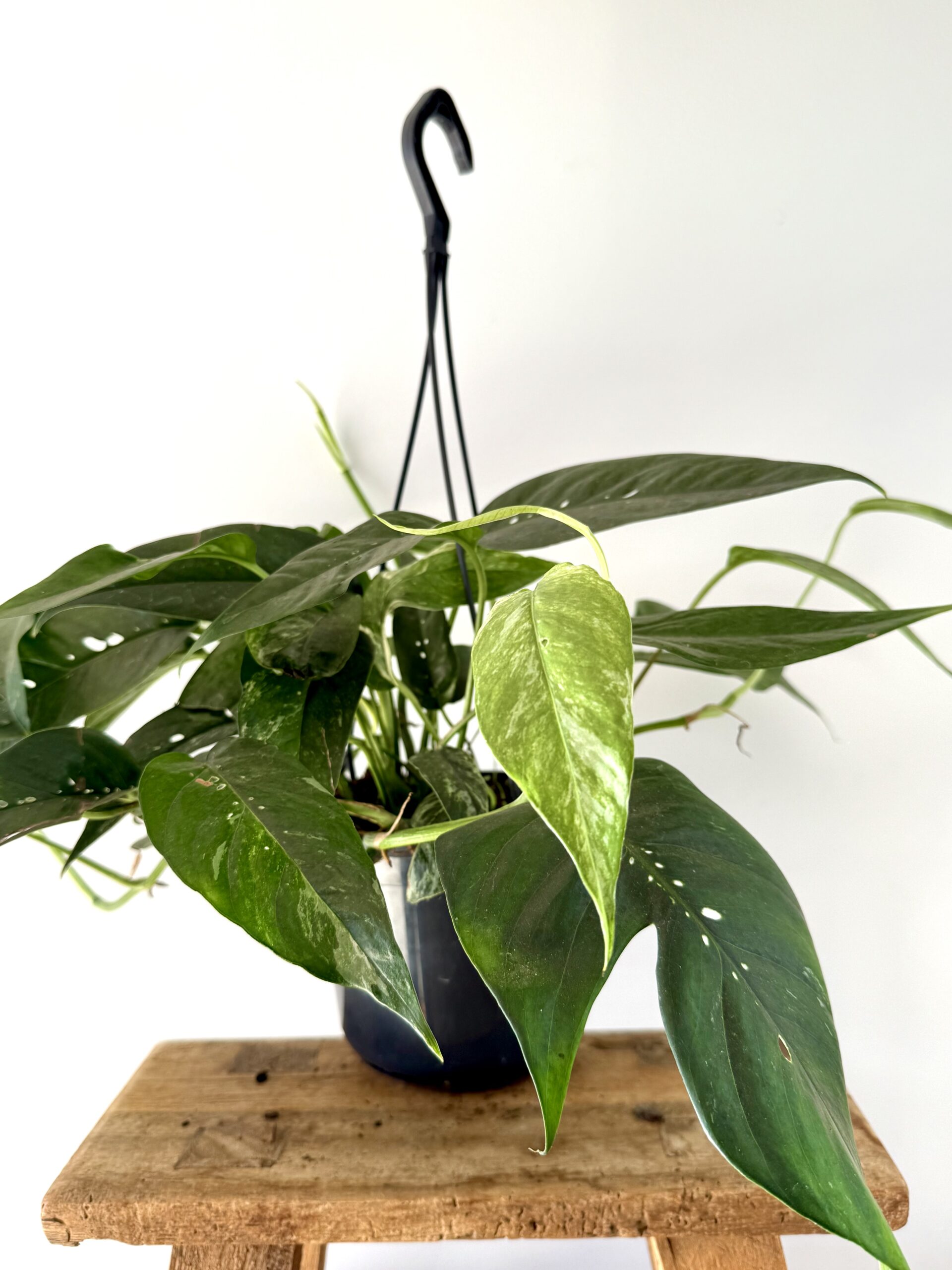 Epipremnum Pinnatum Albo Variegata