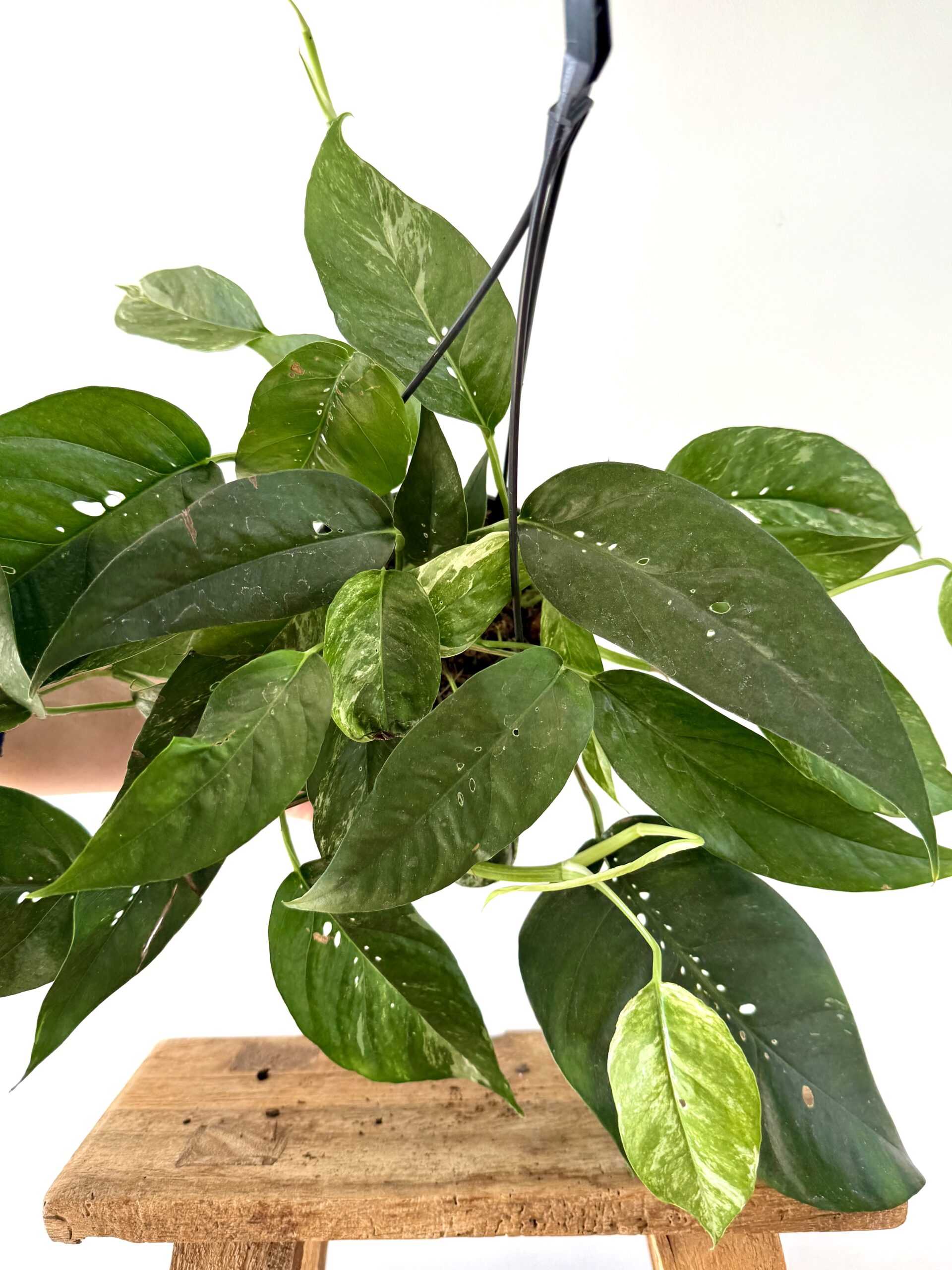 Epipremnum Pinnatum Albo Variegata - Imagen 2