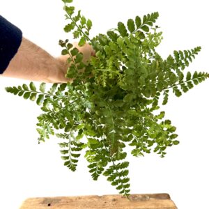 Asplenium parvati
