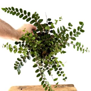 Pellaea rotundifolia