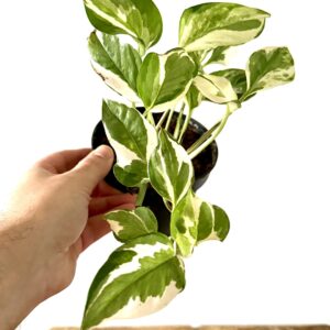 Pothos Njoy