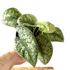 Scindapsus Exotica
