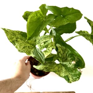 Syngonium Mojito