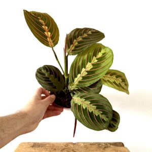 Maranta Tricolor