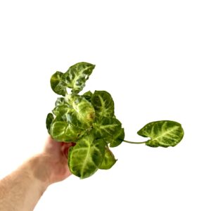 Syngonium Pixie
