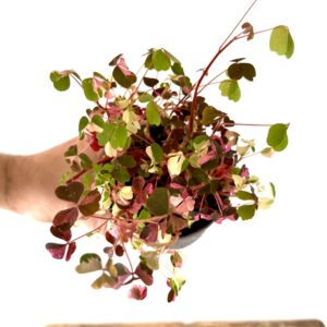 Oxalis Vulcanocola