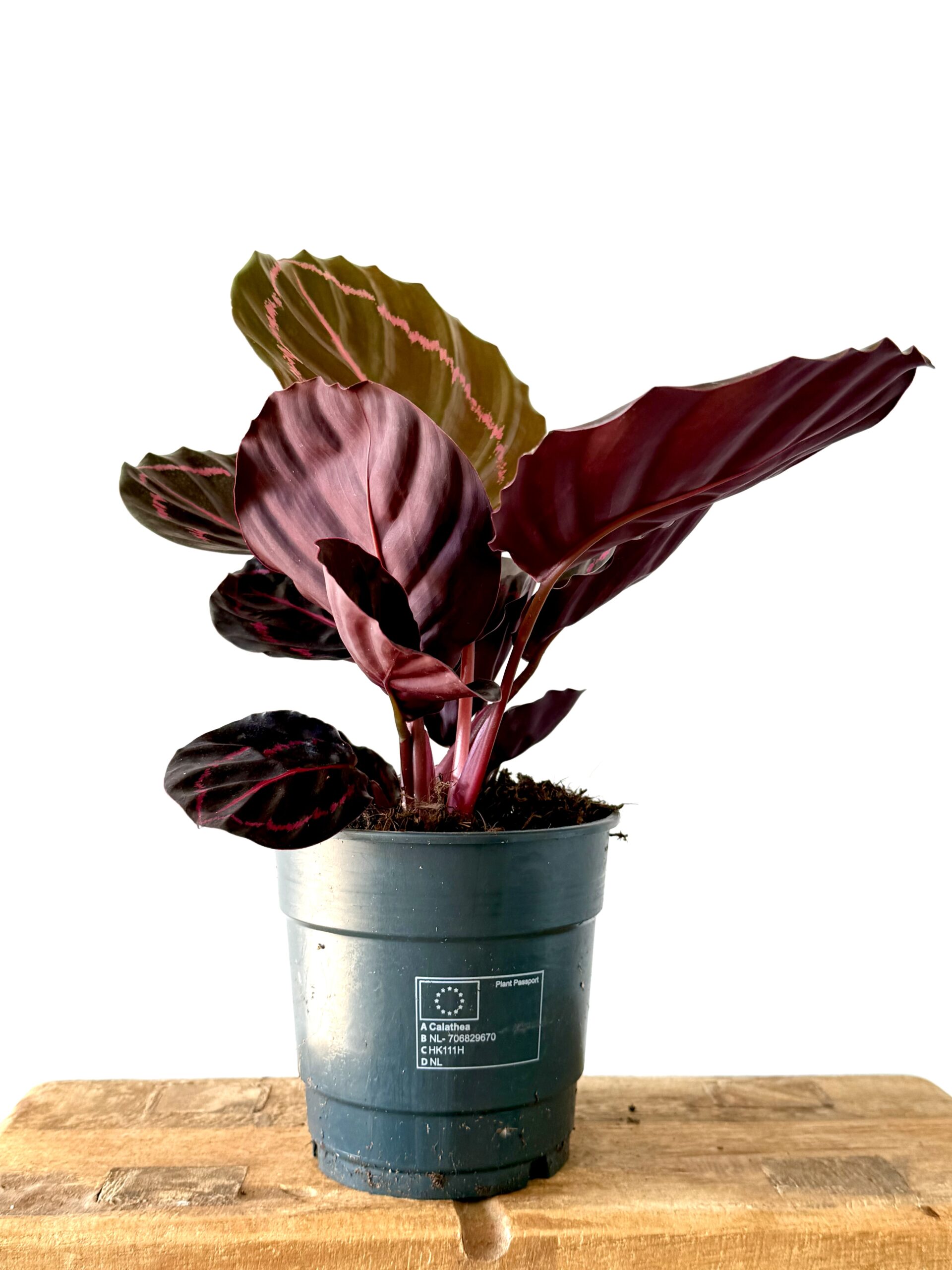 Calathea Dottie - Imagen 2