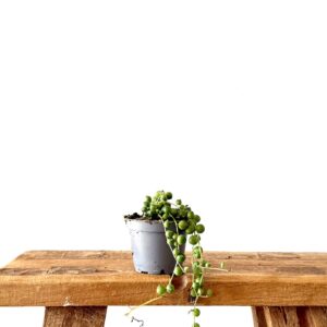 Senecio Rowleyanus