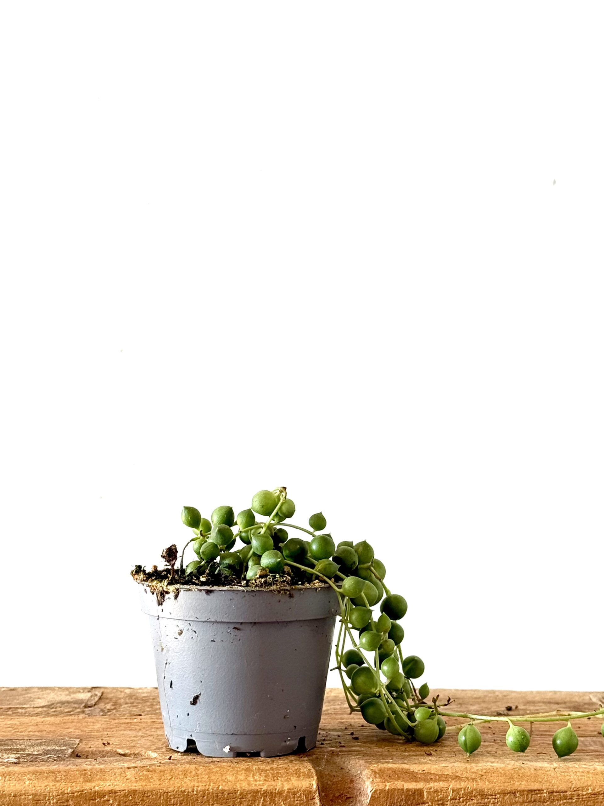 Senecio Rowleyanus - Imagen 4