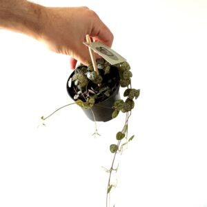 Ceropegia Woodii
