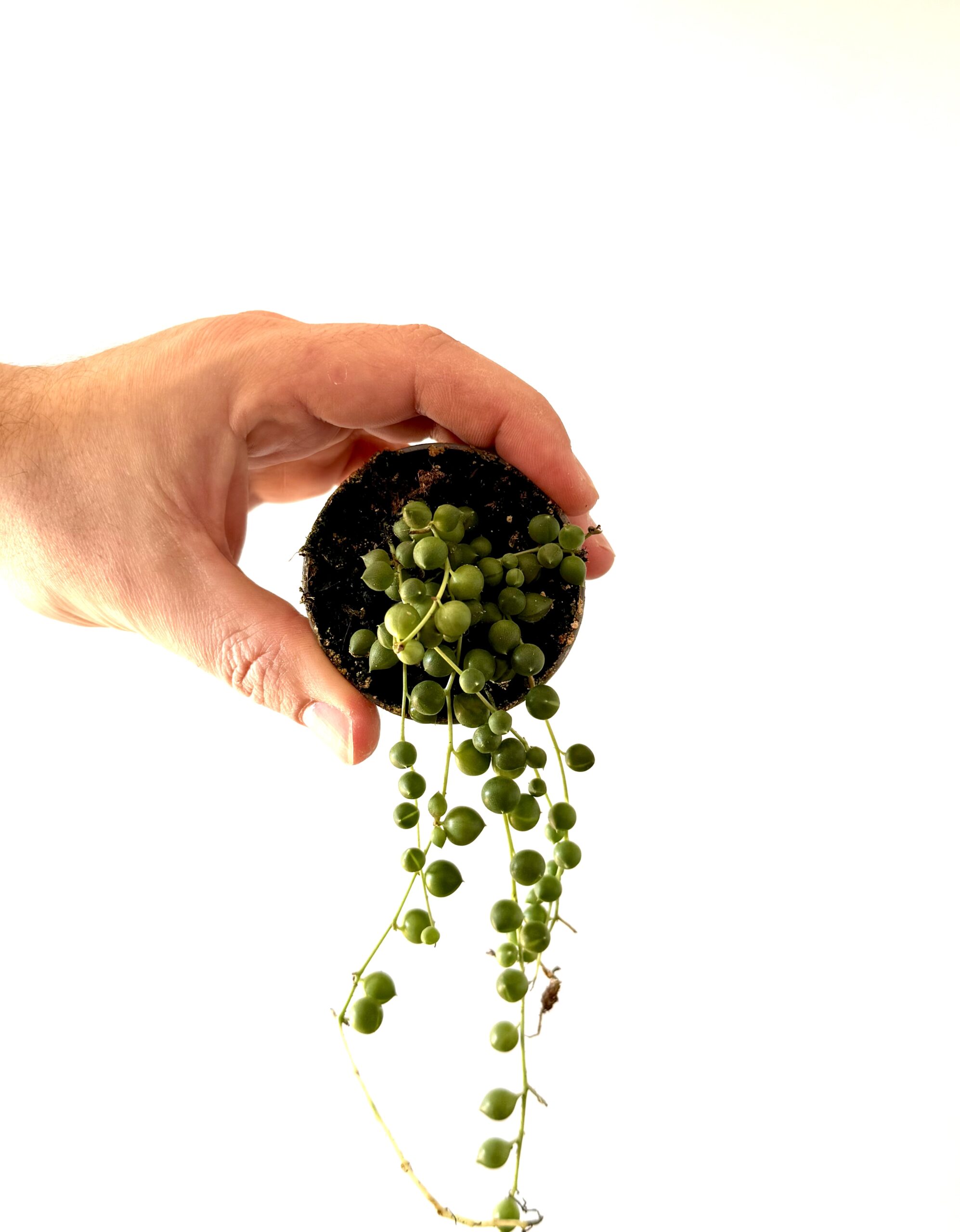 Senecio Rowleyanus - Imagen 3