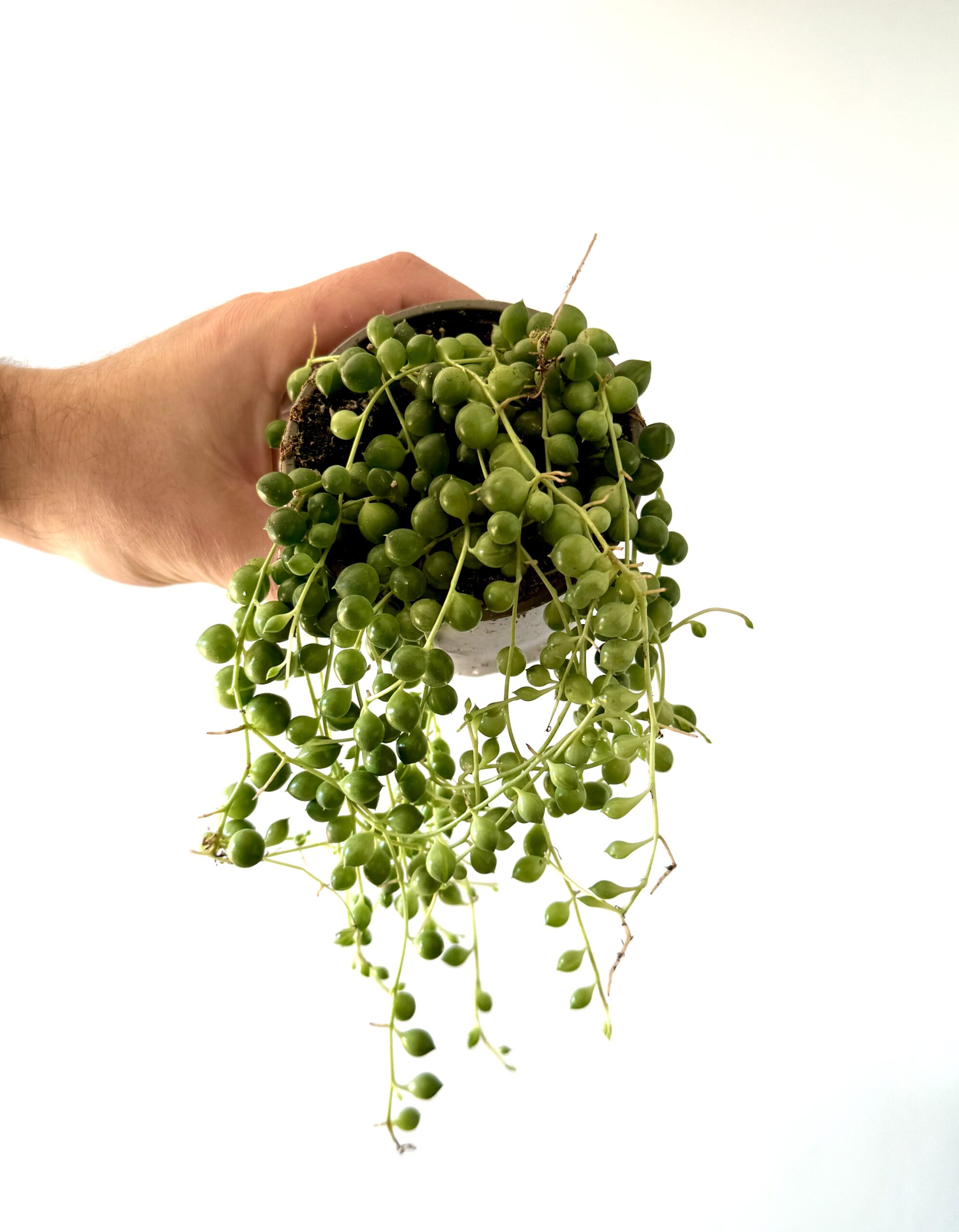 Senecio Rowleyanus - Imagen 2