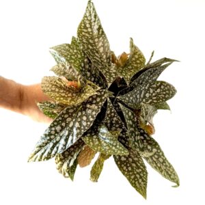 Begonia Double Dot