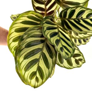 Calathea Makoyana